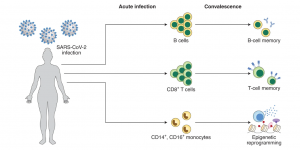 عفونت کووید-19 منجر به تکثیر سلول‌های T می‌شود که به دنبال آن، بقای چند سلول تیِ حافظه‌ای، ایمنی و محافظت طولانی‌مدت پس از حذف ویروس را تضمین می‌کند. این روند بهبود عفونت، باعث ایجاد تغییراتی در واکنش‌های ایمنی ذاتی پس از کووید-19 می‌شود. عکس از: nature
